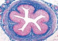 /album/histologia-/hist-1-jpg/